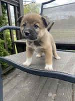 Timber 🐾, a male Border Collie and Alaskan Husky for sale in Richmond, MI – 3 of 7