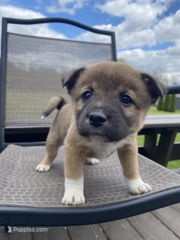 Timber 🐾 – Border Collie, Alaskan Husky puppy for sale in Richmond, MI