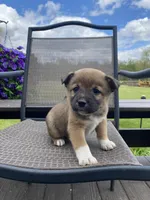 Timber 🐾, a male Border Collie and Alaskan Husky for sale in Richmond, MI – 6 of 7