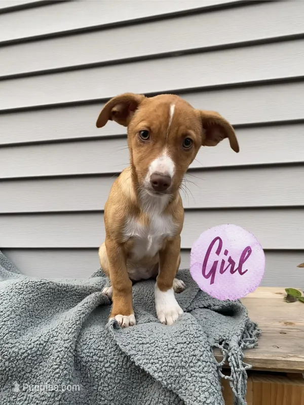 Jill – Jack Russell Terrier puppy for sale in Smiths Creek, MI