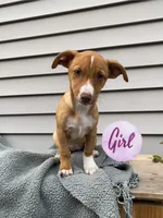Jill, a female Jack Russell Terrier for sale in Smiths Creek, MI – 1 of 8