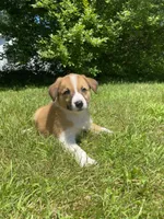 Eddy, a male Australian Shepherd and Border Collie for sale in Smiths Creek, MI – 5 of 8