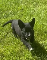 Chip, a male Shiba Inu and Border Collie for sale in Smiths Creek, MI – 5 of 5