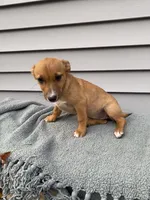 Jane, a female Jack Russell Terrier for sale in Smiths Creek, MI – 5 of 6