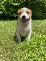 Eve, a female Australian Shepherd and Border Collie for sale in Smiths Creek, MI – 5 of 10