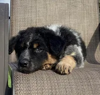Bandit, a male Australian Cattle Dog and Border Collie for sale in Richmond, MI – Photo 4 of 6