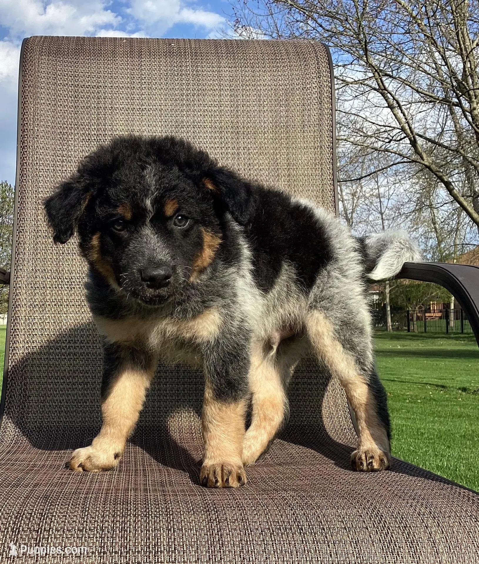 Bandit, a male Australian Cattle Dog and Border Collie for sale in Richmond, MI – Photo 1 of 6