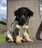 Bandit, a male Australian Cattle Dog and Border Collie for sale in Richmond, MI – Photo 6 of 6