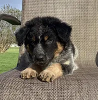 Bandit, a male Australian Cattle Dog and Border Collie for sale in Richmond, MI – Photo 3 of 6