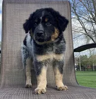 Bandit, a male Australian Cattle Dog and Border Collie for sale in Richmond, MI – Photo 2 of 6