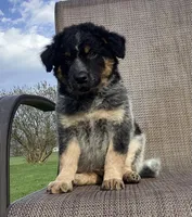 Bandit, a male Australian Cattle Dog and Border Collie for sale in Richmond, MI – Photo 5 of 6