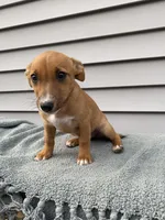 Jane, a female Jack Russell Terrier for sale in Smiths Creek, MI – 2 of 6