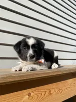 Goofy 🐾, a male Australian Cattle Dog and Border Collie for sale in Smiths Creek, MI – 2 of 9