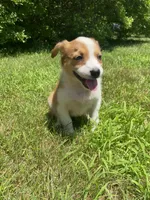 Eve, a female Australian Shepherd and Border Collie for sale in Smiths Creek, MI – 3 of 10