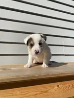 Daisy 🐾, a female Australian Cattle Dog and Border Collie for sale in Smiths Creek, MI – 8 of 10