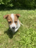 Eve, a female Australian Shepherd and Border Collie for sale in Smiths Creek, MI – 4 of 10
