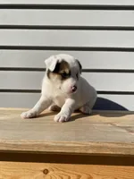 Daisy 🐾, a female Australian Cattle Dog and Border Collie for sale in Smiths Creek, MI – 6 of 10