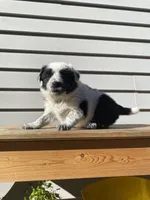 Dinah 🐾, a female Australian Cattle Dog and Border Collie for sale in Smiths Creek, MI – 7 of 8