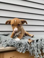 Jill, a female Jack Russell Terrier for sale in Smiths Creek, MI – 2 of 8