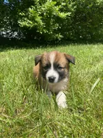 Callie, a female Australian Shepherd and Border Collie for sale in Smiths Creek, MI – 5 of 6