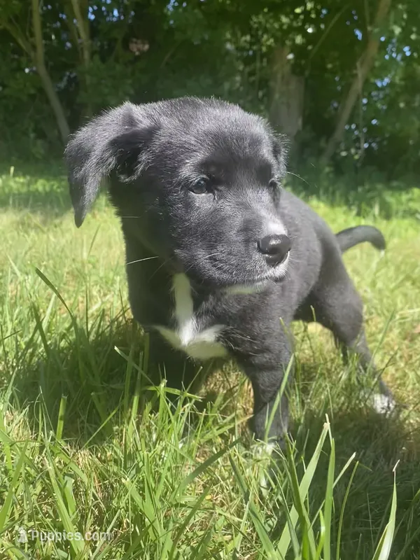Peanut – Shiba Inu, Border Collie puppy for sale in Smiths Creek, MI