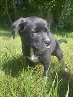 Peanut, a male Shiba Inu and Border Collie for sale in Smiths Creek, MI – 1 of 6
