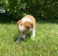 Abbey, a female Australian Shepherd and Border Collie for sale in Richmond, MI – 2 of 5