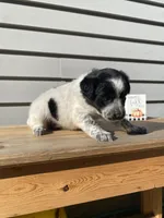Belle 🐾, a female Australian Cattle Dog and Border Collie for sale in Smiths Creek, MI – 6 of 8