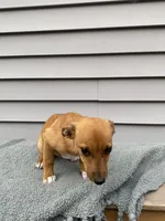 Russell , a male Jack Russell Terrier for sale in Smiths Creek, MI – 2 of 5