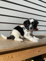 Goofy 🐾, a male Australian Cattle Dog and Border Collie for sale in Smiths Creek, MI – 7 of 9