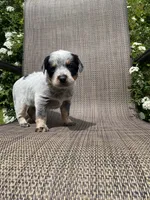 Pip, a male Australian Cattle Dog for sale in Richmond, MI – 7 of 8