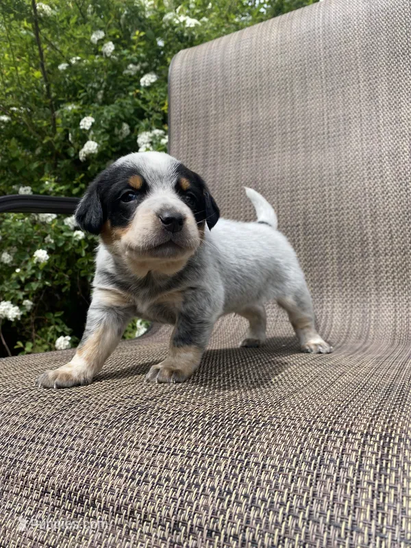 Tex – Australian Cattle Dog puppy for sale in Richmond, MI