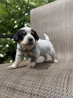 Tex, a male Australian Cattle Dog for sale in Richmond, MI – 1 of 6