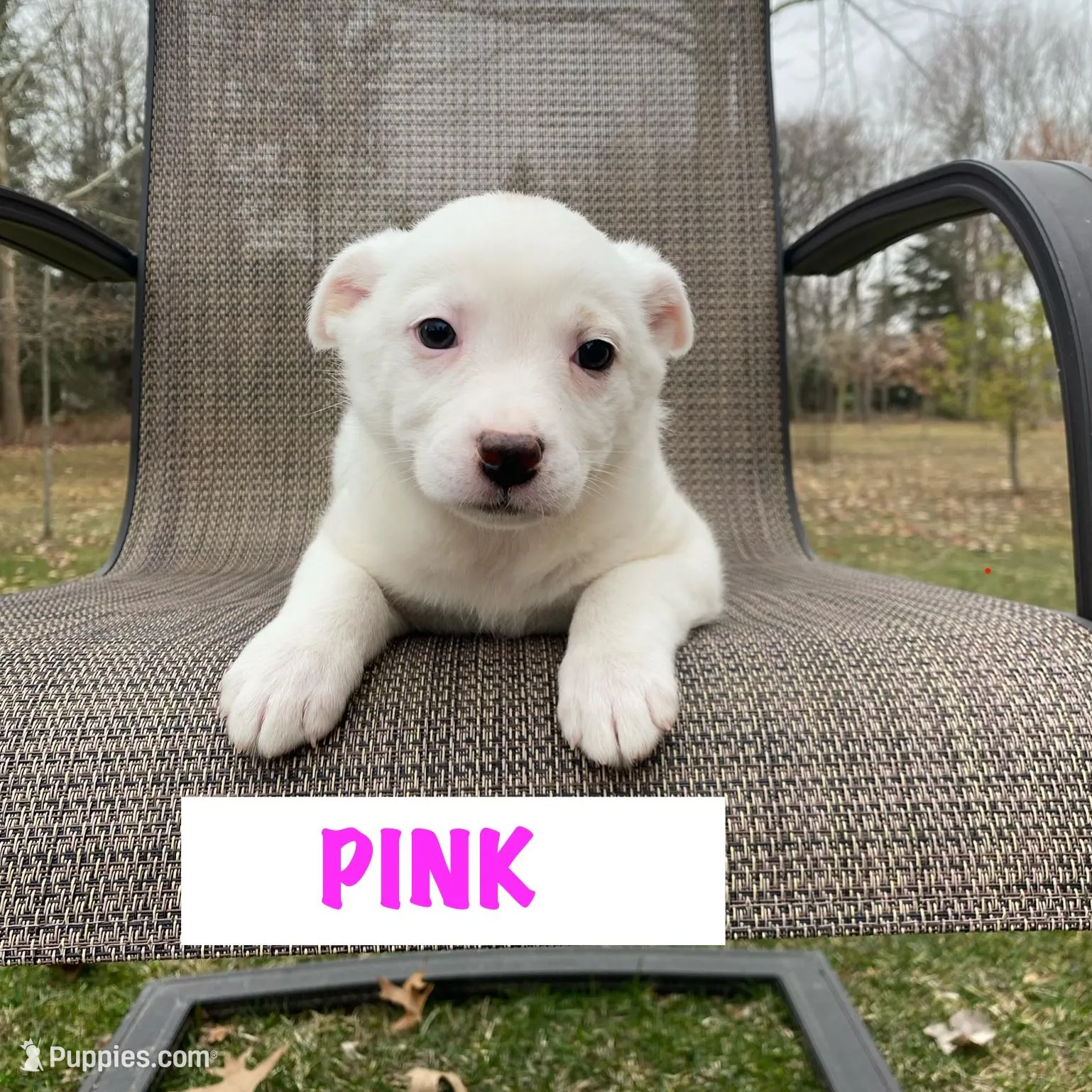 Pink – Australian Cattle Dog puppy for sale in Richmond, MI