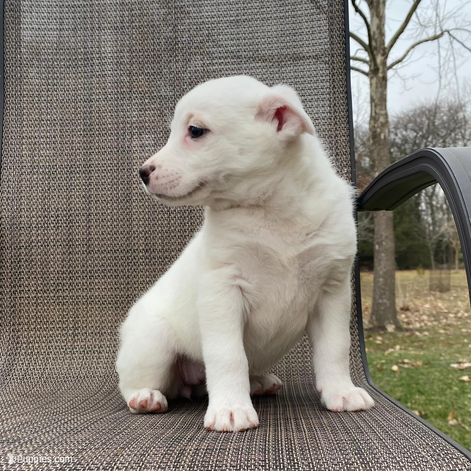 Pink, a female Australian Cattle Dog for sale in Richmond, MI – Photo 5 of 6