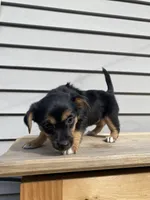 Rose, a female Jack Russell Terrier and Chihuahua for sale in Smiths Creek, MI – 6 of 8