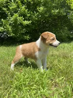 Eve, a female Australian Shepherd and Border Collie for sale in Smiths Creek, MI – 10 of 10