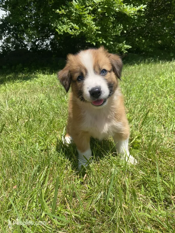 Daisy – Australian Shepherd, Border Collie puppy for sale in Richmond, MI