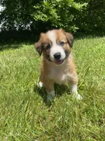 Daisy, a female Australian Shepherd and Border Collie for sale in Richmond, MI – 1 of 10
