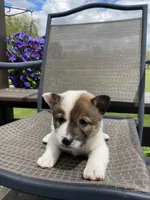River 🐾, a male Border Collie and Alaskan Husky for sale in Richmond, MI – 7 of 7