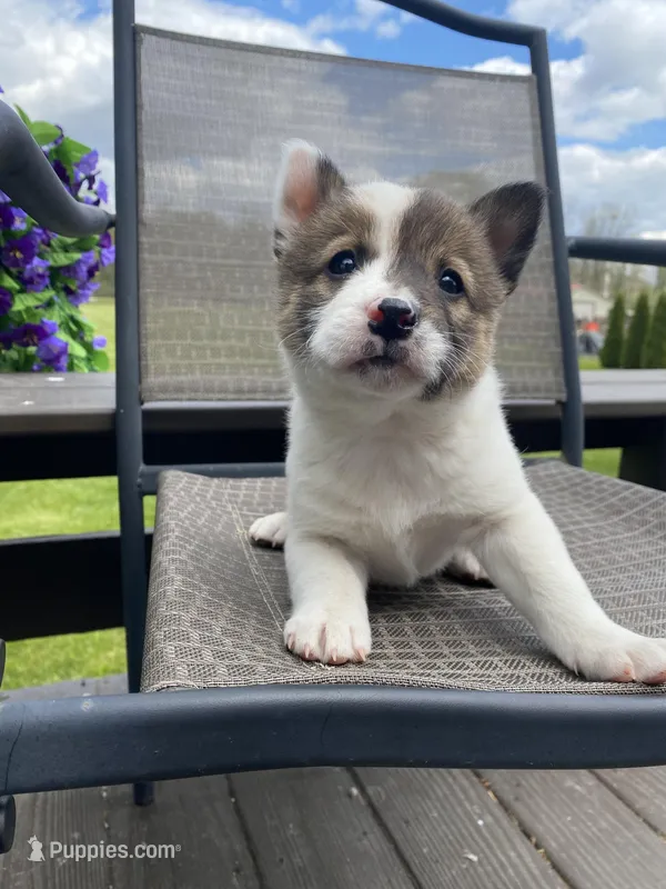 River 🐾 – Border Collie, Alaskan Husky puppy for sale in Richmond, MI