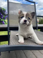 River 🐾, a male Border Collie and Alaskan Husky for sale in Richmond, MI – 1 of 7