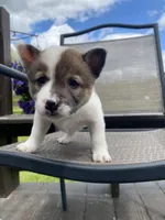 River 🐾, a male Border Collie and Alaskan Husky for sale in Richmond, MI – 6 of 7