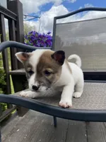 River 🐾, a male Border Collie and Alaskan Husky for sale in Richmond, MI – 4 of 7