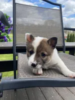 River 🐾, a male Border Collie and Alaskan Husky for sale in Richmond, MI – 2 of 7