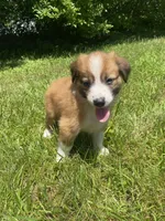 Daisy, a female Australian Shepherd and Border Collie for sale in Richmond, MI – 10 of 10