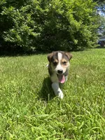 Axle, a male Australian Shepherd and Border Collie for sale in Smiths Creek, MI – 3 of 4