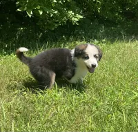 Buddy, a male Australian Shepherd and Border Collie for sale in Richmond, MI – 4 of 5