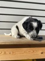 Belle 🐾, a female Australian Cattle Dog and Border Collie for sale in Smiths Creek, MI – 2 of 8