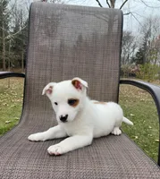 Blue, a male Australian Cattle Dog for sale in Richmond, MI – Photo 3 of 8